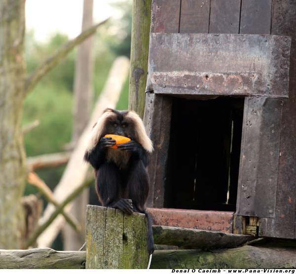 Who'll Take The Lion-Tailed Macaque to France?