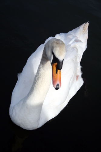 One Last Swan