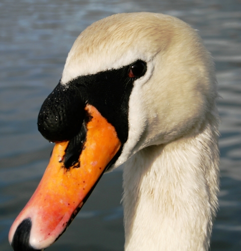 Swan Head