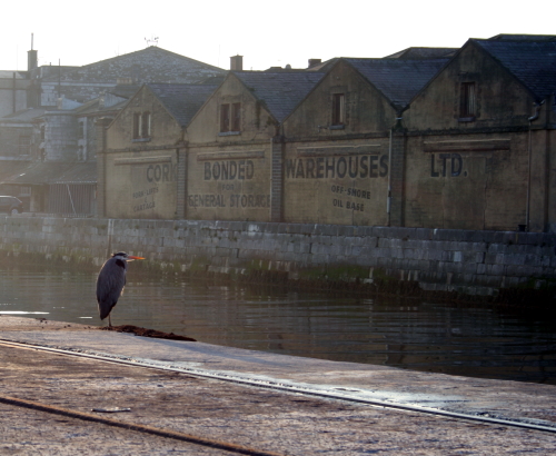 Bird at Cork Bonded Warehouses