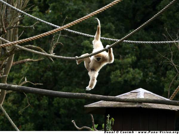Swinging Gibbon