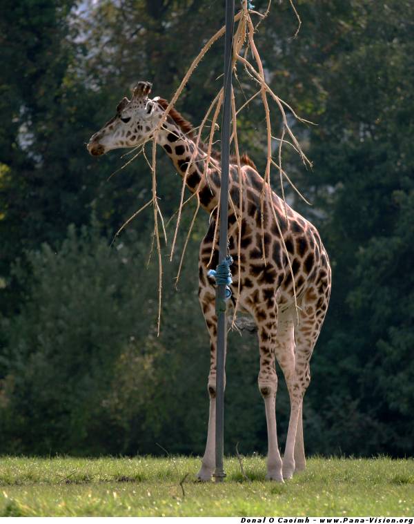 Solitary Giraffe