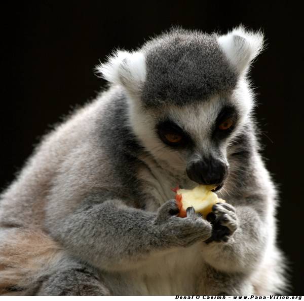 Hungry Lemur