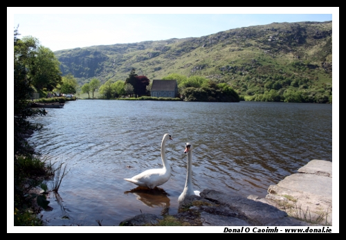 Swans at Guagán Barra